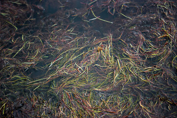 moss on the ground