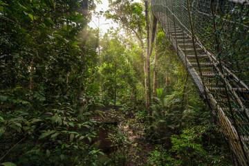 Naklejka na ściany i meble canopy walkway in jungle of malaysia, taman negara national park