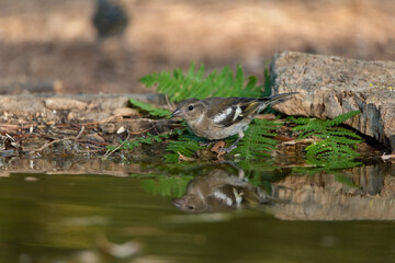 chaffinch drinking and bathing in the park pond (Fringilla coelebs)
