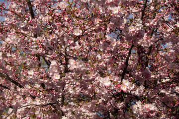 Foto Cerezos en Flor Japón Sakura