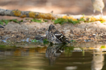 chaffinch drinking and bathing in the park pond (Fringilla coelebs)