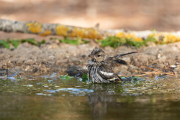 chaffinch drinking and bathing in the park pond (Fringilla coelebs)