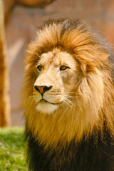 African Male Lion Portrait - posing for a head shot. 