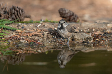  crested tit drinking in the forest pond (Lophophanes cristatus)