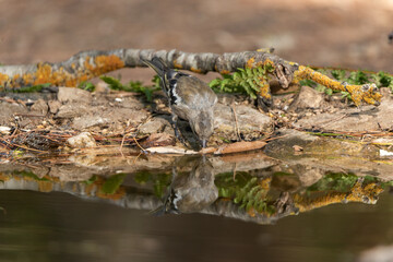 Fototapeta na wymiar chaffinch drinking and bathing in the park pond (Fringilla coelebs)