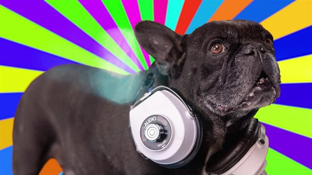 DJ french bulldog with headphones