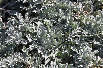 Closeup view of the silver leaves on a Silver Brocade plant