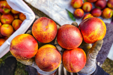 Ripe nectarine picking in summer orchard