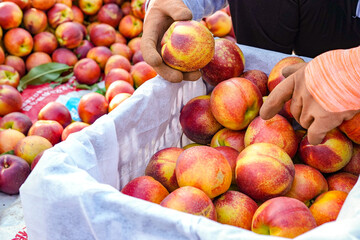 Ripe nectarine picking in summer orchard