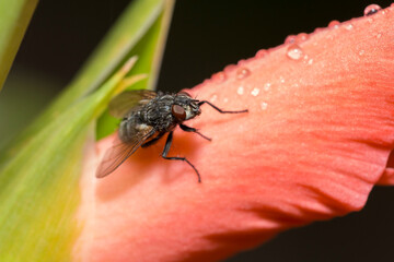 Tachinid fly in dew