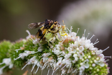 Pennsylvania jagged ambush bug