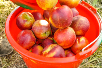 Ripe nectarine picking in summer orchard