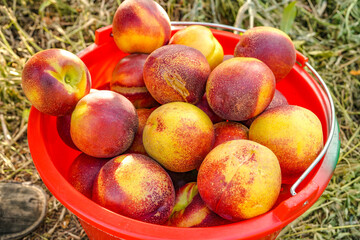 Ripe nectarine picking in summer orchard