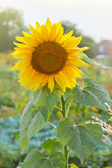 Beautiful sunflower plant is blooming at the field in the evening sun. 