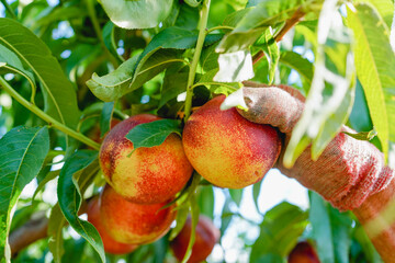 Ripe nectarine picking in summer orchard