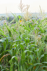 Agricultural field with flowering corn plant. Maize seedlings in the sun rays