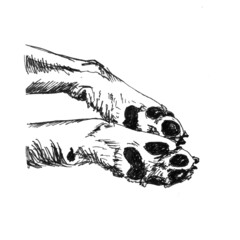 Dog paws, sketch on a white background, simple lines