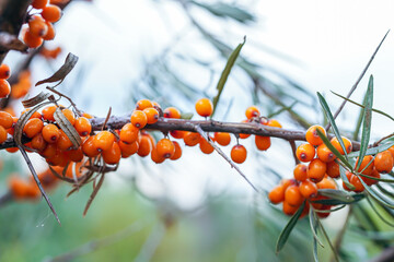 Outdoor sea buckthorn berries, ripe in autumn