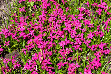 Obraz premium Rhodohypoxis milloides 'Claret' a flowering bulbous plant with a pink red springtime flower commonly known as spring starflower, stock photo image