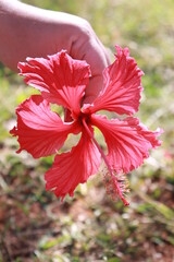 red hibiscus flower in garden