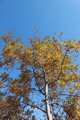 autumn leaves against blue sky