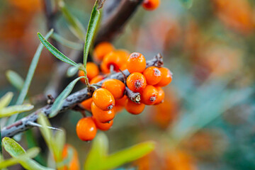Outdoor sea buckthorn berries, ripe in autumn