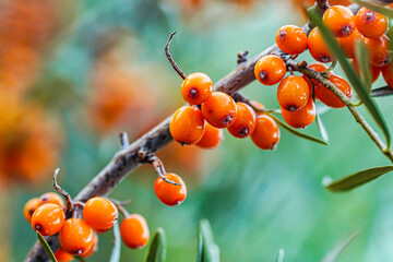 Outdoor sea buckthorn berries, ripe in autumn