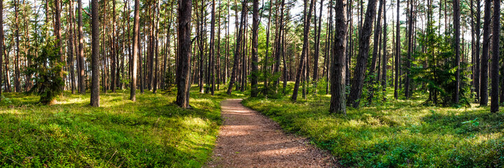 Fototapeta na wymiar Path in the forest. Path in the summer forest at dawn. Nature panorama for print. A path in a green forest stretching into the distance