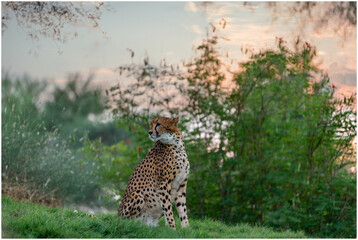 cheetah on the grass