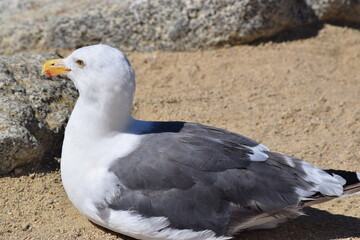 A seagull sitting down at 17 Mile Drive in Monterey, CA.