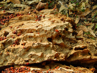 Insects toy soldiers in the natural environment