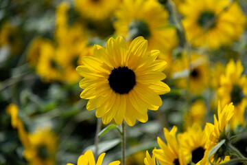 field of sunflowers