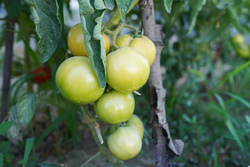 Agricultural organic cultivation, growing green tomatoes