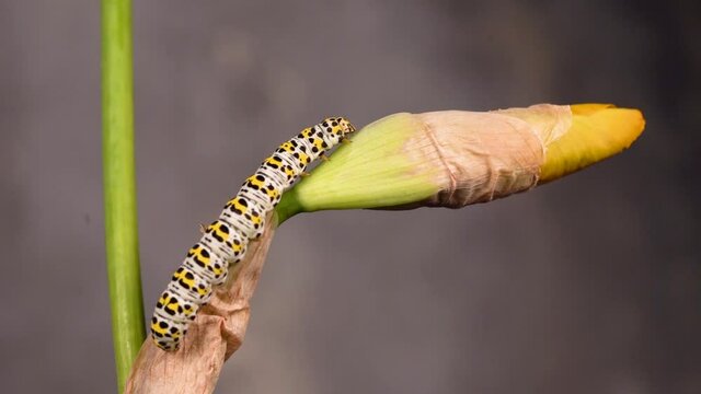 Mullein Moth, Cucullia Verbasci, Caterpillar Feeding On Large Flower