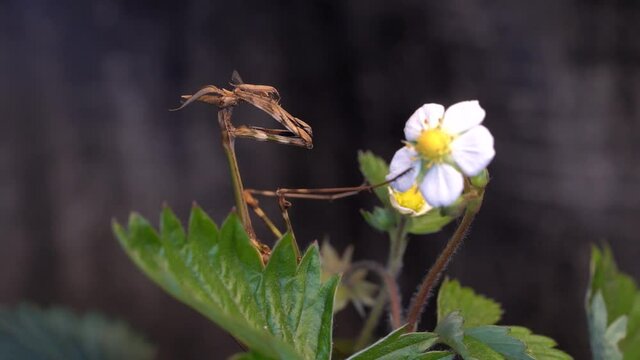 Conehead Mantis (Empusa Pennata) Eating On Wild Strawberry