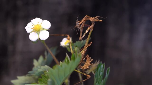 Macro Shot, A Scary Insect Is Devouring A Prey Caught In His Claws