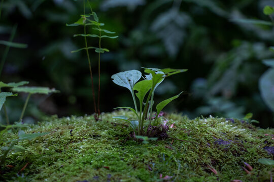 plantain in the forest