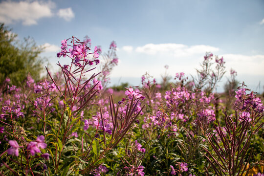 flowers in the field