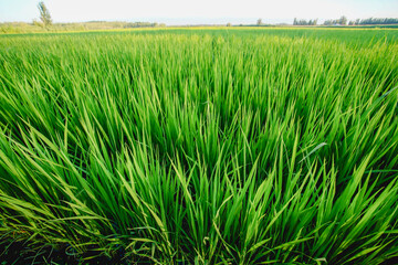 Green rice field, ecological agriculture organic planting