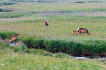 Herd of Elk in a Meadow with Wild Flowers in Rocky Mountain National Park, Colorado, USA