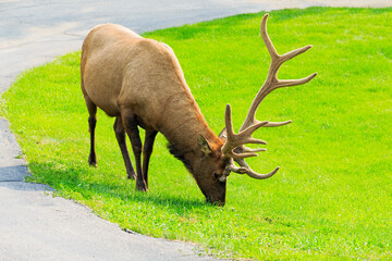 Male Elk Eating Grass in Rocky Mountain National Park, Colorado, USA