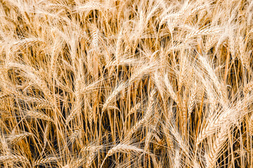 Ripe golden wheat, wheat ears