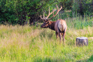 Naklejka na ściany i meble Male Elk in a Meadow in Rocky Mountain National Park, Colorado, USA