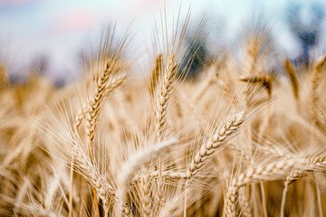 Obraz premium Ripe golden wheat, wheat ears