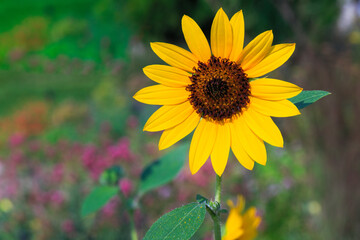 Closeup of a Sunflower in a Garden