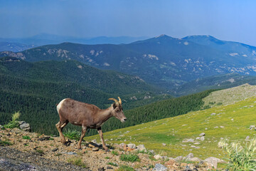 Bighorn Sheep in the Rocky Mountains in Colorado, USA