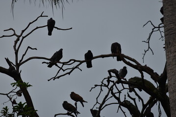 Silueta de pájaros en las ramas de los árboles - obrazy, fototapety, plakaty