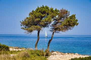 a sailing boat between two trees with a sunny and blue background