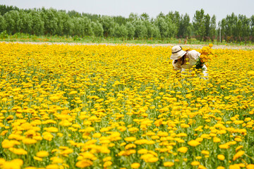 Milfoil harvested in the plantation, vanilla plants bloom in large areas © Brekke