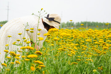 Milfoil harvested in the plantation, vanilla plants bloom in large areas © Brekke